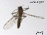  (Rheocricotopus inaxeyeus - XL3560)  @11 [ ] CreativeCommons-Attribution Non-Commercial Share-Alike (2020) Xiaolong Lin Nankai University, College of Life Sciences