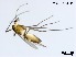  (Rheocricotopus sp. 11XL - XL3637)  @11 [ ] CreativeCommons-Attribution Non-Commercial Share-Alike (2020) Xiaolong Lin Nankai University, College of Life Sciences