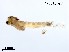  (Cricotopus mongolseteus - XL3701)  @11 [ ] CreativeCommons-Attribution Non-Commercial Share-Alike (2020) Xiaolong Lin Nankai University, College of Life Sciences
