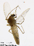  (Psectrocladius aquatronus - XL47)  @11 [ ] CreativeCommons - Attribution Non-Commercial Share-Alike (2016) NTNU University Museum, Department of Natural History NTNU University Museum, Department of Natural History