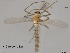  (Conchapelopia sp. 1XL - XL487)  @11 [ ] CreativeCommons-Attribution Non-Commercial Share-Alike (2020) Xiaolong Lin Nankai University, College of Life Sciences