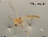  (Tanytarsus sp. 39XL - XL543)  @11 [ ] CreativeCommons-Attribution Non-Commercial Share-Alike (2020) Xiaolong Lin Nankai University, College of Life Sciences
