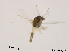  (Thienemanniella tusimufegea - XL816)  @11 [ ] CreativeCommons - Attribution Non-Commercial Share-Alike (2019) Xiaolong Lin College of Life Sciences, Nankai University