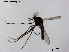  (Eukiefferiella sp. 1XL - XL824)  @11 [ ] CreativeCommons - Attribution Non-Commercial Share-Alike (2018) Xiaolong Lin College of Life Sciences, Nankai University