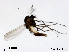  (Rheocricotopus nemoacrostichalis - XL873)  @11 [ ] CreativeCommons - Attribution Non-Commercial Share-Alike (2019) Xiaolong Lin College of Life Sciences, Nankai University