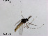  (Rheocricotopus sp. 3XL - XL883)  @11 [ ] CreativeCommons - Attribution Non-Commercial Share-Alike (2019) Xiaolong Lin College of Life Sciences, Nankai University