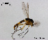  (Rheocricotopus valgus - XL884)  @11 [ ] CreativeCommons - Attribution Non-Commercial Share-Alike (2018) Xiaolong Lin College of Life Sciences, Nankai University