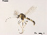  (Cricotopus triannulatus - XL984)  @14 [ ] CreativeCommons - Attribution Non-Commercial Share-Alike (2019) Xiaolong Lin College of Life Sciences, Nankai University