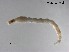  (Thienemannimyia sp. 9XL - XL3357)  @11 [ ] CreativeCommons-Attribution Non-Commercial Share-Alike (2020) Xiaolong Lin Nankai University, College of Life Sciences