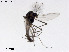  (Rheocricotopus hidakadeeus - ZJ212)  @11 [ ] CreativeCommons-Attribution Non-Commercial Share-Alike (2020) Xiaolong Lin Nankai University, College of Life Sciences