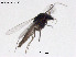  (Rheocricotopus brachypus - ZJ236)  @11 [ ] CreativeCommons-Attribution Non-Commercial Share-Alike (2020) Xiaolong Lin Nankai University, College of Life Sciences