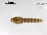  (Rheopelopia sp. 2XL - ZJ267)  @11 [ ] CreativeCommons - Attribution Non-Commercial Share-Alike (2019) Xiaolong Lin College of Life Sciences, Nankai University