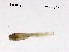  (Tanytarsus sp. 43XL - ZJ302)  @11 [ ] CreativeCommons - Attribution Non-Commercial Share-Alike (2019) Xiaolong Lin College of Life Sciences, Nankai University