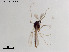  (Rheocricotopus sp. 20XL - ZJ348)  @11 [ ] CreativeCommons-Attribution Non-Commercial Share-Alike (2020) Xiaolong Lin Nankai University, College of Life Sciences