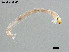  (Rheocricotopus emeiensis - ZJ459)  @11 [ ] CreativeCommons-Attribution Non-Commercial Share-Alike (2020) Xiaolong Lin Nankai University, College of Life Sciences