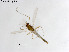  (Orthocladius tamarutilus - ZJ664)  @11 [ ] CreativeCommons-Attribution Non-Commercial Share-Alike (2020) Xiaolong Lin Nankai University, College of Life Sciences