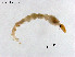  (Ablabesmyia sp. 18XL - ZJ782)  @11 [ ] CreativeCommons-Attribution Non-Commercial Share-Alike (2020) Xiaolong Lin Nankai University, College of Life Sciences