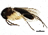  (Sceptonia longisetosa - BIOUG01982-B02)  @14 [ ] CreativeCommons - Attribution (2012) CBG Photography Group Centre for Biodiversity Genomics