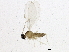  (Heterogenella - BIOUG02006-C02)  @13 [ ] CreativeCommons - Attribution (2012) CBG Photography Group Centre for Biodiversity Genomics