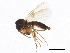  ( - BIOUG01919-C07)  @11 [ ] CreativeCommons - Attribution (2012) CBG Photography Group Centre for Biodiversity Genomics