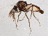  ( - BIOUG01923-F09)  @13 [ ] CreativeCommons - Attribution (2012) CBG Photography Group Centre for Biodiversity Genomics