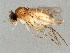 (Megaselia arcticae - BIOUG01929-D12)  @15 [ ] CreativeCommons - Attribution (2012) CBG Photography Group Centre for Biodiversity Genomics