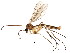  (Katatopygia - BIOUG01931-H01)  @15 [ ] CreativeCommons - Attribution (2012) CBG Photography Group Centre for Biodiversity Genomics