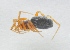  (Oedothorax apicatus - AKO_001552)  @15 [ ] CreativeCommons - Attribution Non-Commercial (2015) Marko Mutanen University of Oulu