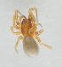  (Tibioploides - AKO_001623)  @14 [ ] CreativeCommons - Attribution Non-Commercial (2015) Marko Mutanen University of Oulu