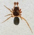  (Erigonella ignobilis - AKO_001820)  @13 [ ] CreativeCommons - Attribution Non-Commercial (2015) Marko Mutanen University of Oulu