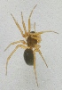  (Oedothorax retusus - AKO_001841)  @14 [ ] CreativeCommons - Attribution Non-Commercial (2015) Marko Mutanen University of Oulu