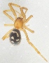  (Steatoda grossa - AKO_001867)  @15 [ ] CreativeCommons - Attribution Non-Commercial (2015) Marko Mutanen University of Oulu