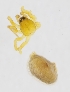  (Agyneta suecica - KN.4561)  @11 [ ] CreativeCommons - Attribution Non-Commercial (2019) Marko Mutanen University of Oulu