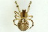  (Theridion varians - ZMUO.000906)  @13 [ ] CreativeCommons - Attribution Non-Commercial (2012) Marko Mutanen University of Oulu
