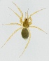  (Oedothorax gibbosus - ZMUO.002786)  @13 [ ] CreativeCommons - Attribution Non-Commercial (2012) Marko Mutanen University of Oulu
