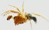  (Tapinocyba insecta - ZMUO.002834)  @12 [ ] CreativeCommons - Attribution Non-Commercial (2012) Marko Mutanen University of Oulu