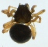  (Ceratinella brevipes - ZMUO.003622)  @12 [ ] CreativeCommons - Attribution Non-Commercial (2012) Marko Mutanen University of Oulu