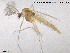  (Parametriocnemus stylatus - CH-eik130)  @13 [ ] CreativeCommons - Attribution Non-Commercial Share-Alike (2013) NTNU Museum of Natural History and Archaeology NTNU Museum of Natural History and Archaeology