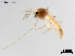 (Natarsia sp. 1XL - LSHP1)  @11 [ ] CreativeCommons-Attribution Non-Commercial Share-Alike (2020) Xiaolong Lin Nankai University, College of Life Sciences