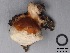  ( - MQ17034-QFB29542)  @11 [ ] Copyright (2017) Jacques Landry Mycoquebec