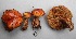  ( - MQ17065-QFB29573)  @11 [ ] Copyright (2017) Jacques Landry Mycoquebec