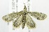  (Autocharis phaeospilalis - USNM ENT 00808385)  @12 [ ] Unspecified (default): All Rights Reserved  Unspecified Unspecified