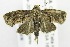  (Thaumatotibia batracpopa ABY3250 - USNM ENT 00808436)  @12 [ ] Unspecified (default): All Rights Reserved  Unspecified Unspecified