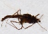  (Smittia stercoraria - ZMUO.025335)  @12 [ ] CreativeCommons - Attribution Non-Commercial (2015) Marko Mutanen University of Oulu