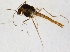  (Psectrocladius ventricosus - ZMUO.025353)  @11 [ ] CreativeCommons - Attribution Non-Commercial (2015) Marko Mutanen University of Oulu