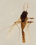  (Smittia betuletorum - ZMUO.025823)  @11 [ ] CreativeCommons - Attribution Non-Commercial (2016) Marko Mutanen University of Oulu