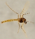  (Rheocricotopus reduncus - ZMUO.025975)  @11 [ ] CreativeCommons - Attribution Non-Commercial (2016) Marko Mutanen University of Oulu
