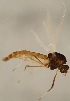  (Thienemannia paasivirtai - ZMUO.025998)  @11 [ ] CreativeCommons - Attribution Non-Commercial (2016) Marko Mutanen University of Oulu