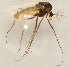  (Orthocladius wetterensis - ZMUO.026120)  @11 [ ] CreativeCommons - Attribution Non-Commercial (2016) Marko Mutanen University of Oulu