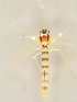  (Arctopelopia griseipennis - ZMUO.026160)  @12 [ ] CreativeCommons - Attribution Non-Commercial (2016) Marko Mutanen University of Oulu